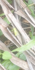 Orthoptera