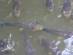 Squaliobarbus curriculus