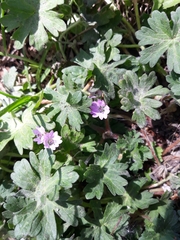 Geranium molle