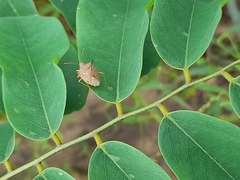 Hemiptera