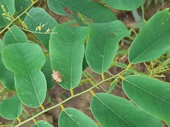 Hemiptera