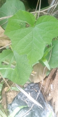 Magnoliopsida