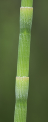 Equisetum laevigatum