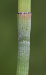 Equisetum laevigatum