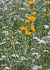 Scolymus grandiflorus
