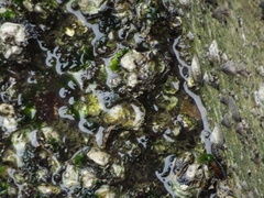 Saccostrea cuccullata