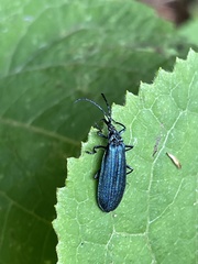 Macrolygistopterus caeruleus