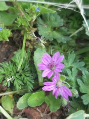 Geranium molle
