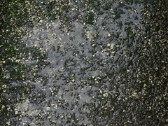 Saccostrea cuccullata