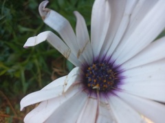 Dimorphotheca