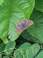 Lepidoptera