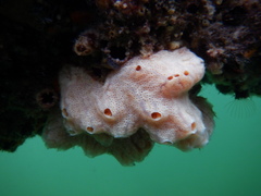 Aplidium opacum