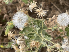 Brickellia peninsularis