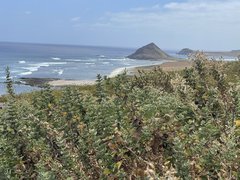 Brickellia peninsularis