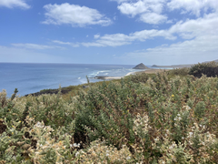 Brickellia peninsularis