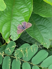 Lepidoptera