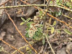 Euphorbia anthonyi