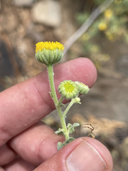 Perityle socorrosensis