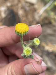 Perityle socorrosensis