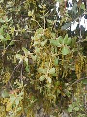 Quercus rotundifolia