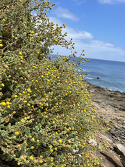 Perityle socorrosensis