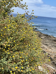 Perityle socorrosensis