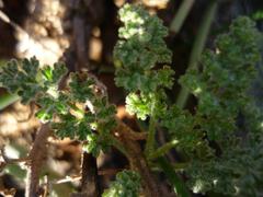 Pelargonium alternans alternans