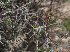 Vicia villosa pseudocracca
