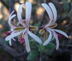 Pelargonium alternans alternans