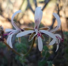 Pelargonium alternans alternans