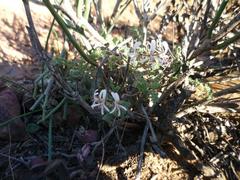 Pelargonium alternans alternans