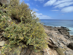 Perityle socorrosensis