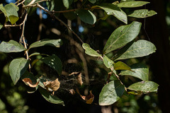 Diospyros senensis