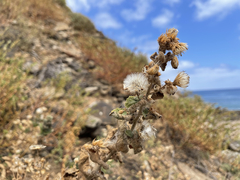 Brickellia peninsularis