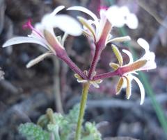 Pelargonium alternans alternans