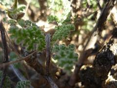 Pelargonium alternans alternans