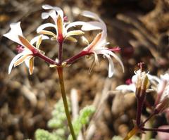 Pelargonium alternans alternans