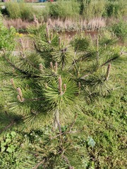 Pinus