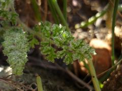 Pelargonium alternans alternans