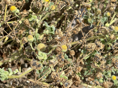 Perityle socorrosensis