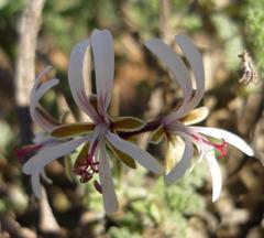 Pelargonium alternans alternans