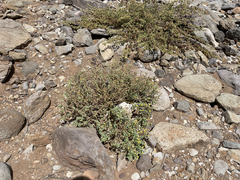 Perityle socorrosensis