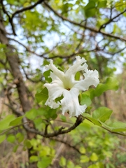 Dolichandrone falcata
