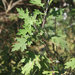 Berkheya bipinnatifida - Photo (c) bruce_crouch,  זכויות יוצרים חלקיות (CC BY-NC)