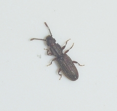 Oryzaephilus surinamensis
