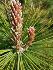 Pinus