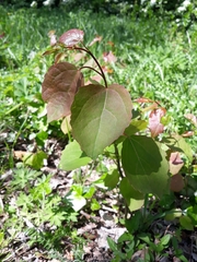 Populus tremula