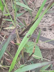 Insecta
