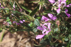 Dicliptera clinopodia