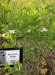 Baptisia australis australis